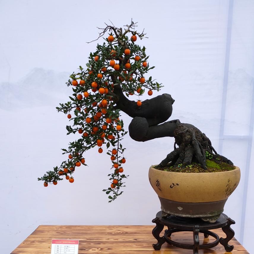 张家界一品花卉