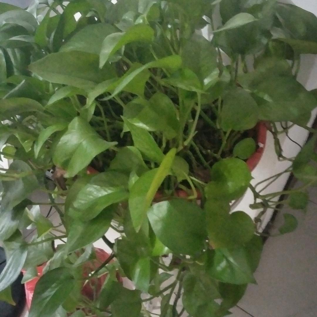 开心每一天。