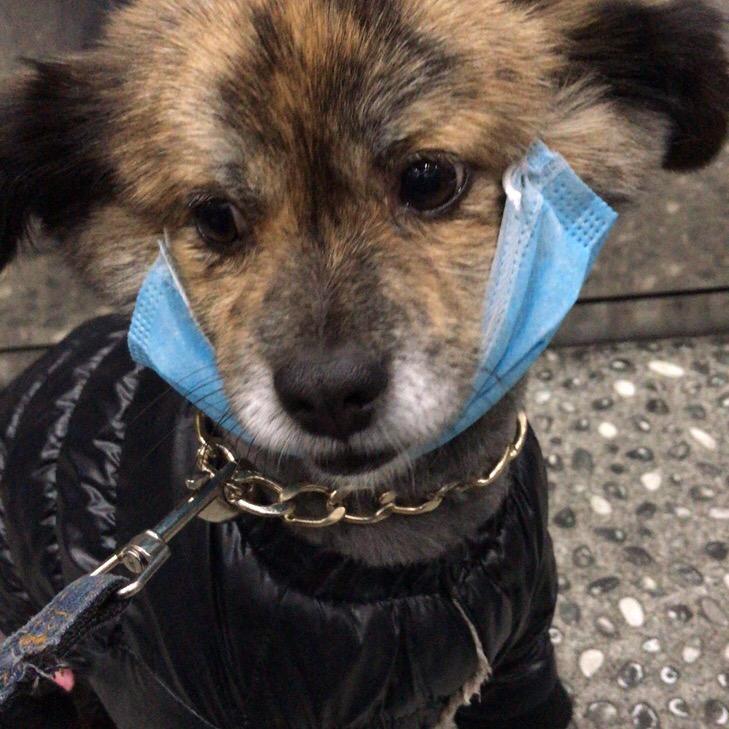 有一只狗子叫牛牛