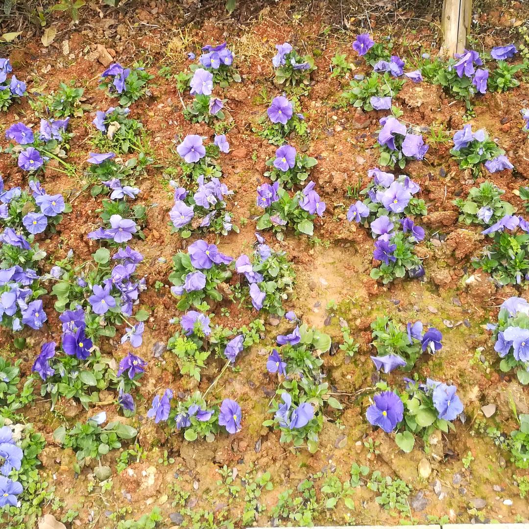 ❤️ (  ⚫︎ー⚫︎  ) balal