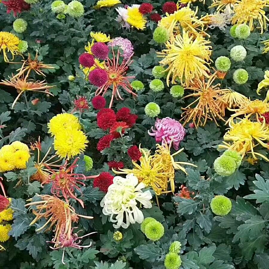 秋菊！高