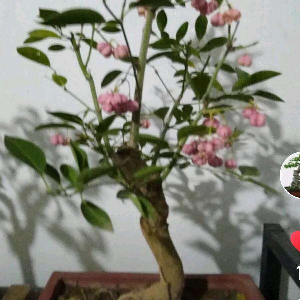 用户5980131017