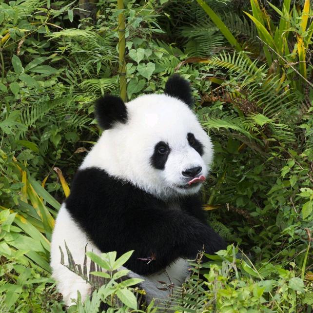 天上掉下的林mei妹