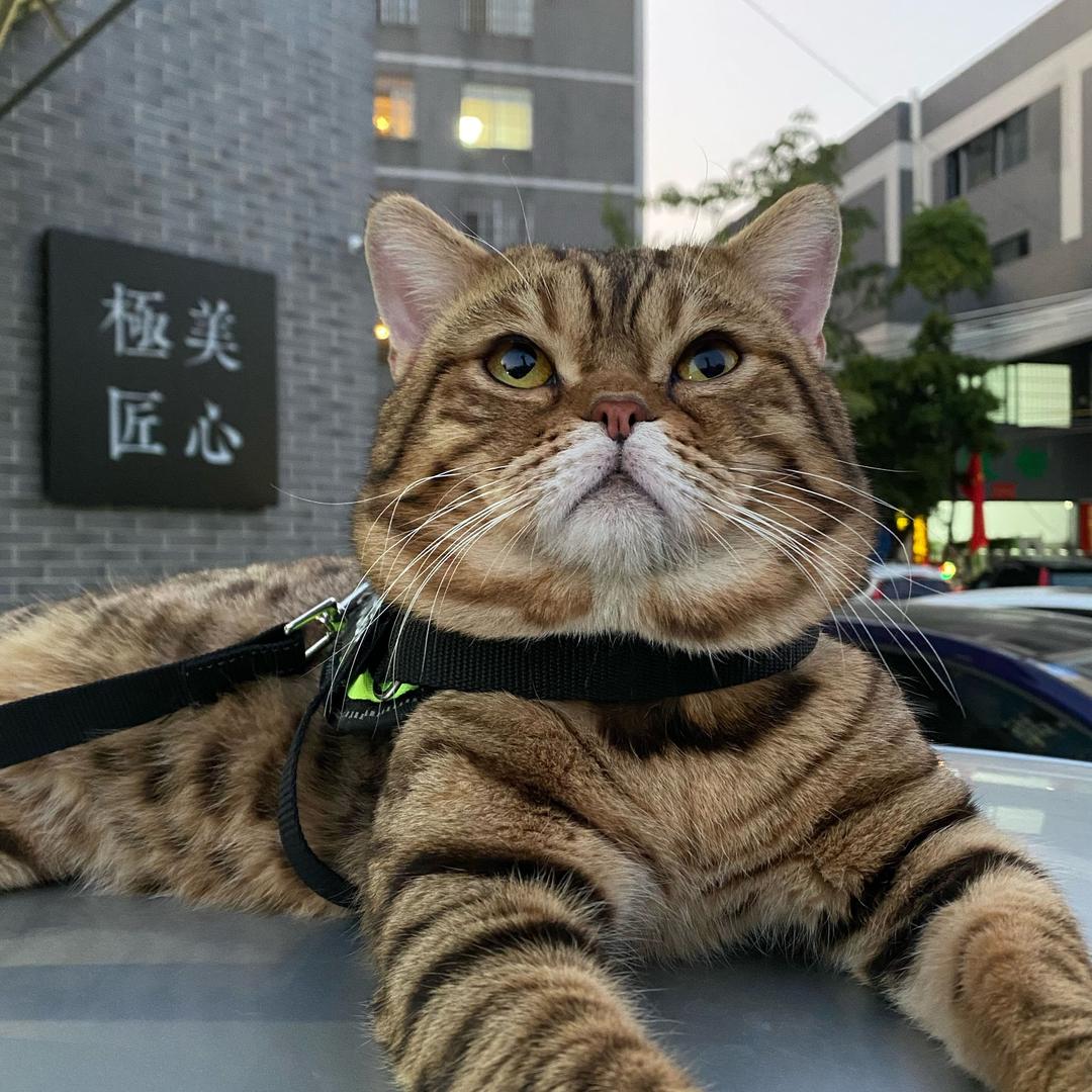 豹豹大师兄（爱猫天团）