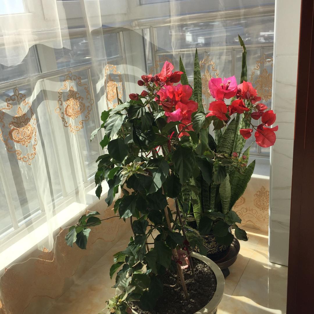 雨中玫瑰🌹