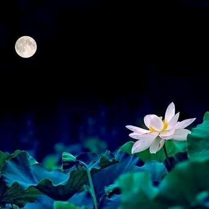 美馨书画苑(乐彩城购物中心滁州店)宠粉号