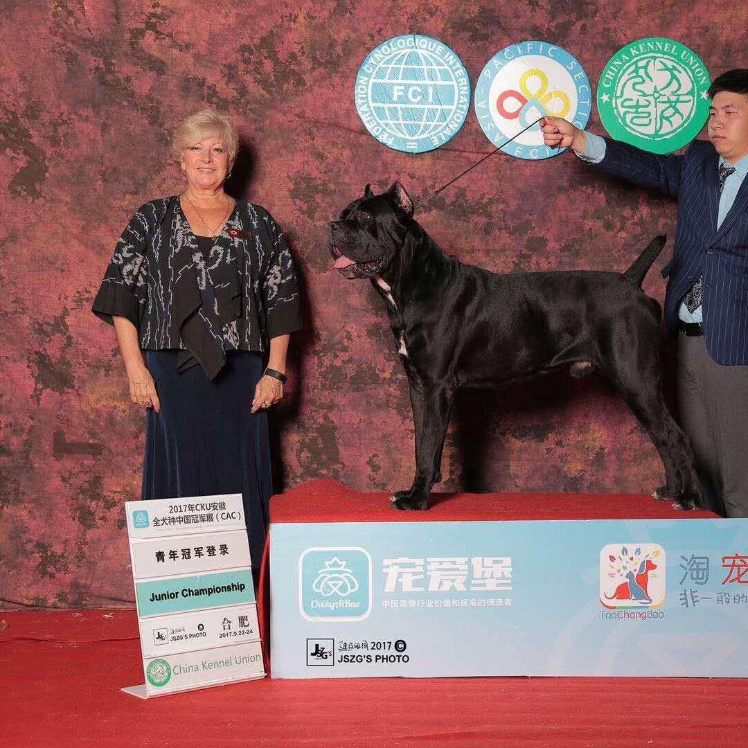 鲨鱼犬舍