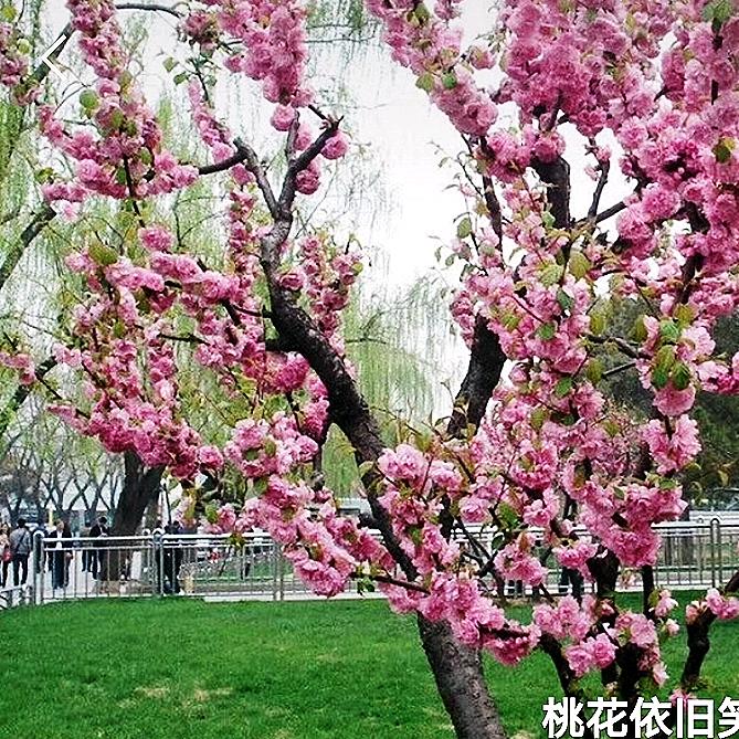 桃花依旧笑春风