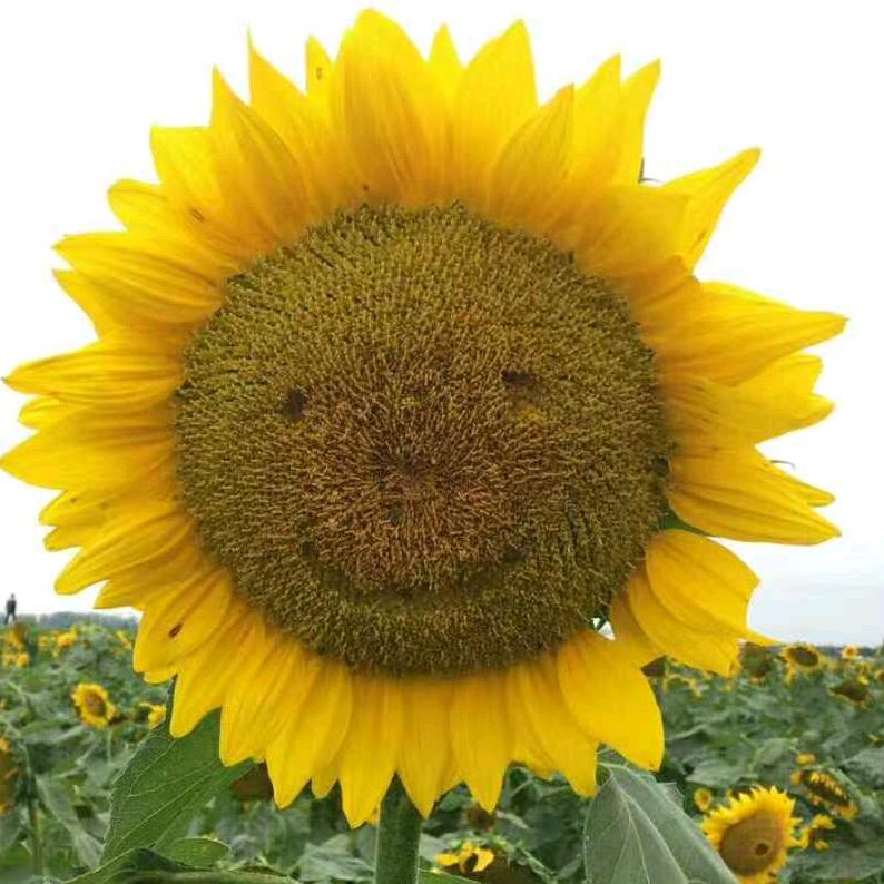 做自己的女王👸