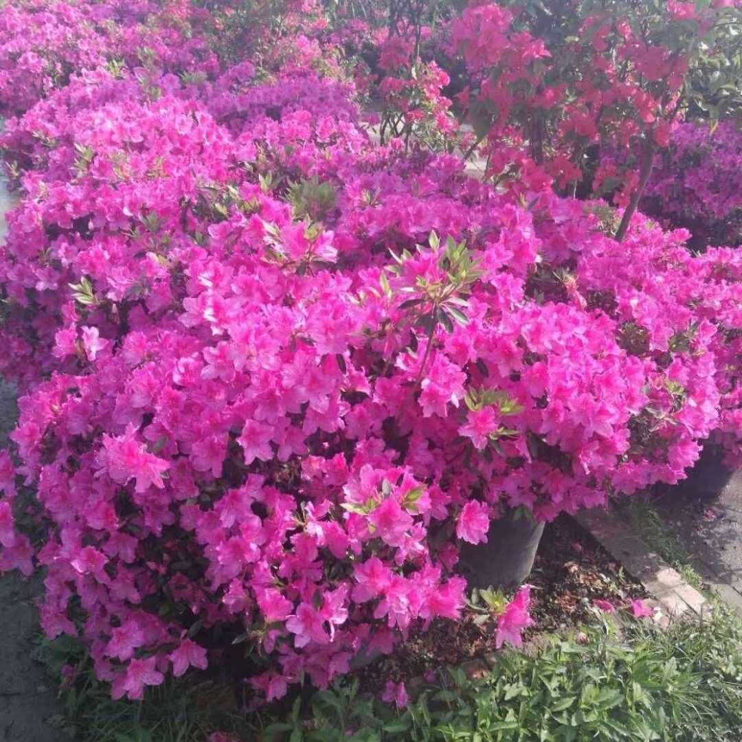 芳芳芳