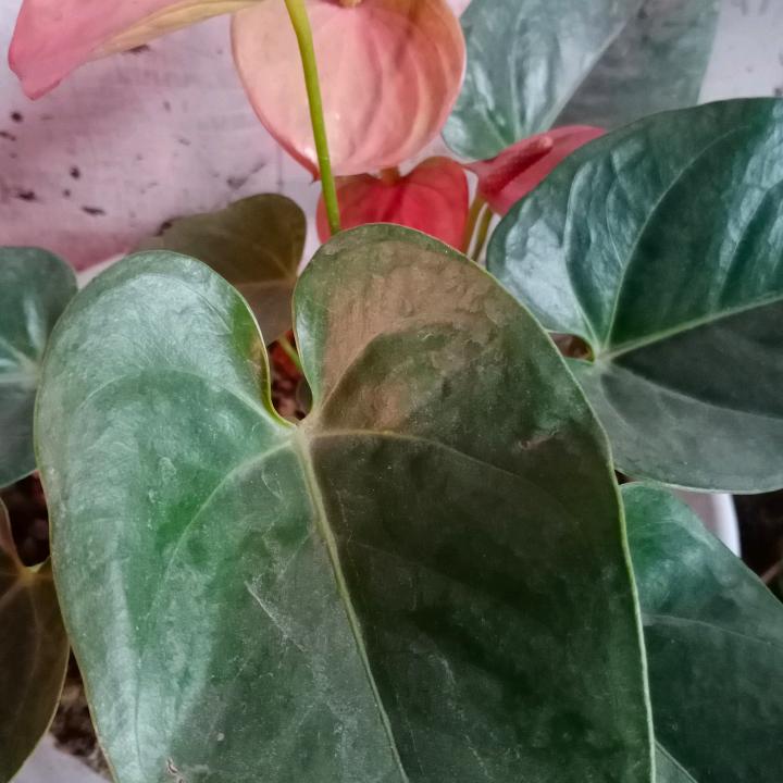 店上师小芬歌舞团