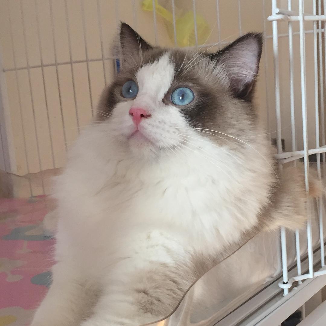 流行色布偶猫舍（鉴猫）