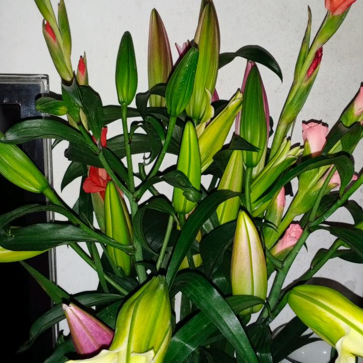 用户农家小妹932125337447