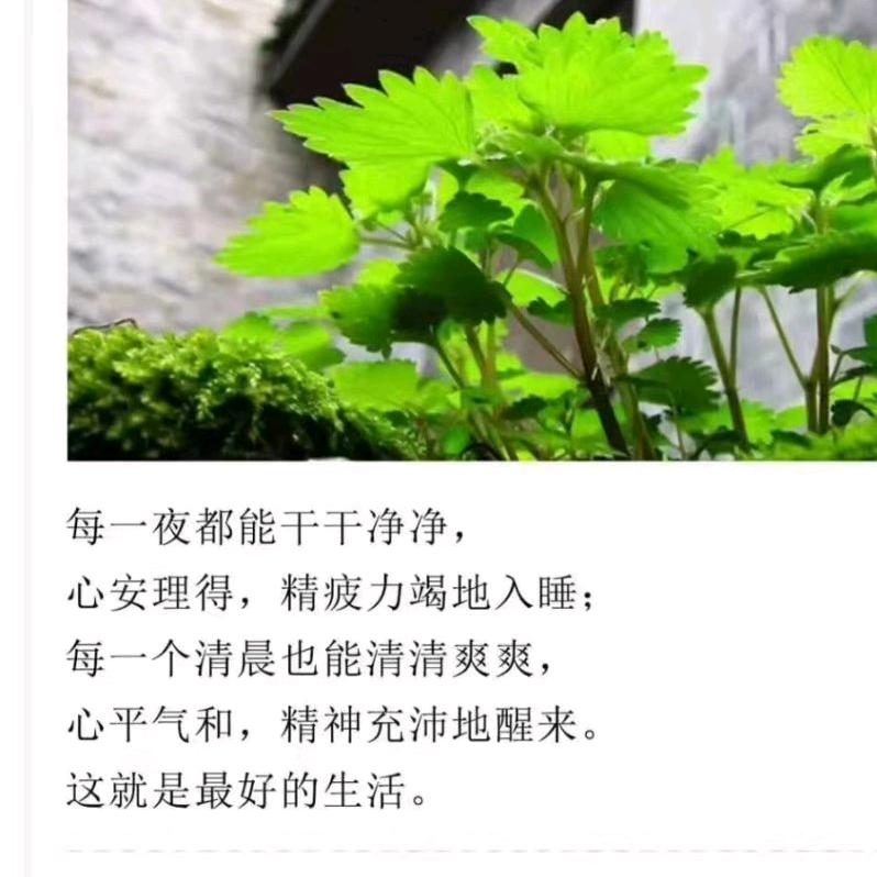 ꧁生活恬淡🌹内心安然꧂