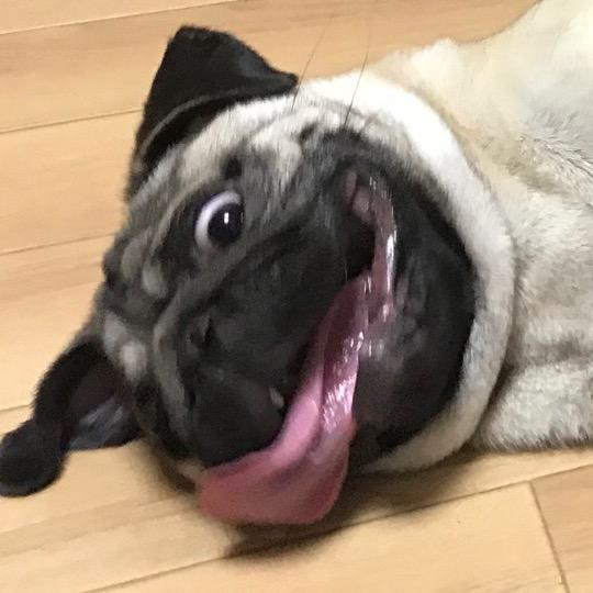 🐶🐶🐶巴扎黑