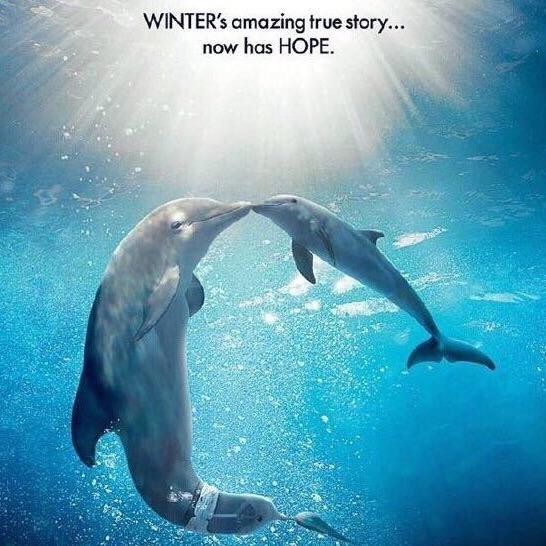 小海豚🐬🐬