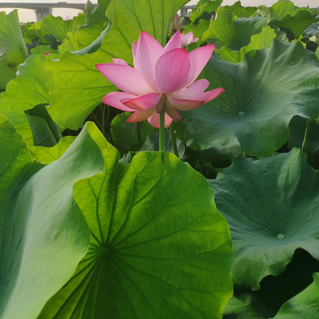 小太阳。