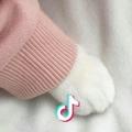 贝了个宝