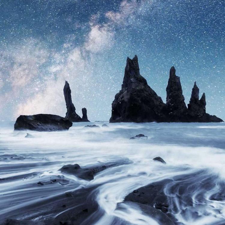 沙枣树