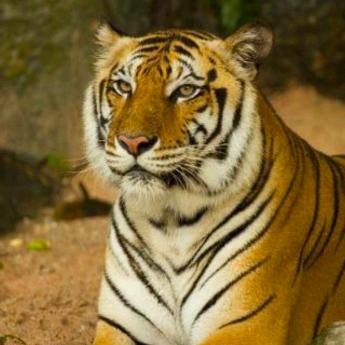 74年，八月虎，