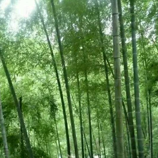 追风