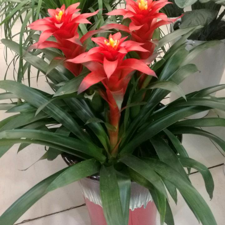 铿锵玫瑰
