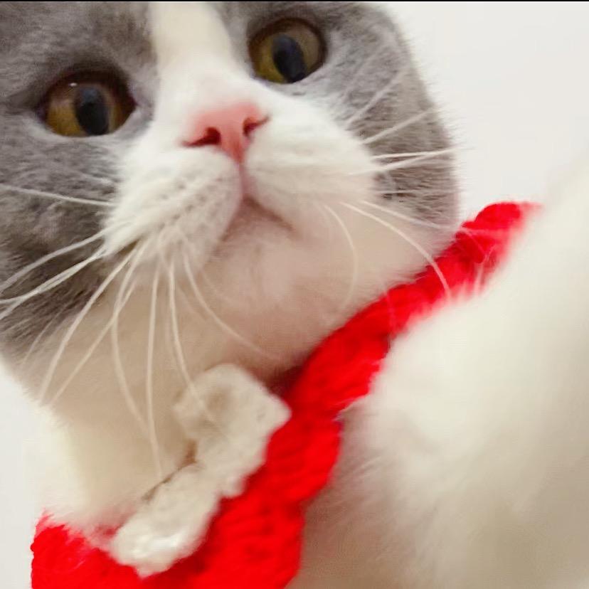 我家猫咪王小怂