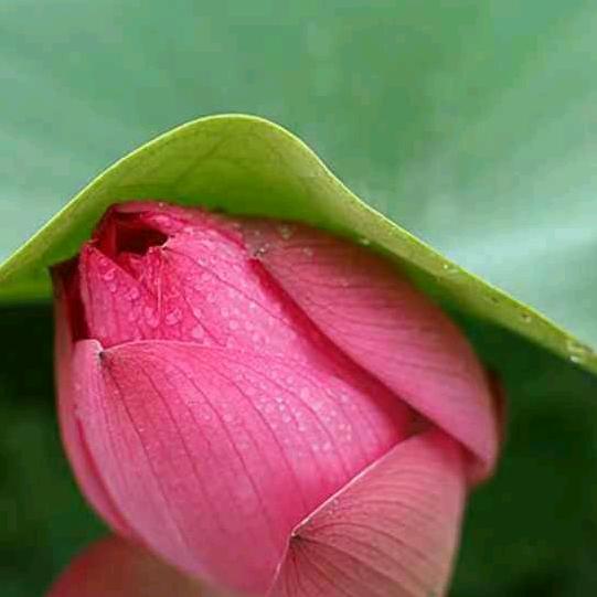 桃花源