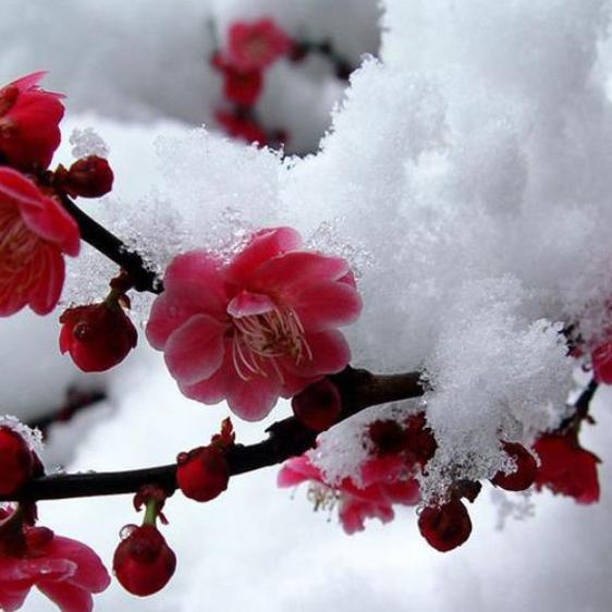 踏雪寻梅🌸