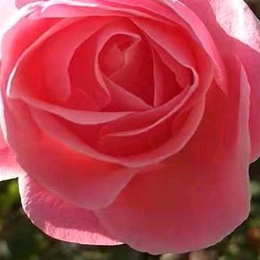 三件棉袄一件貂！