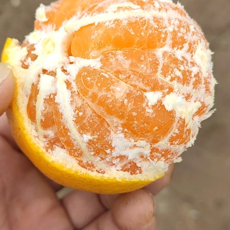 蜀来惠