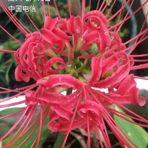 琴琴