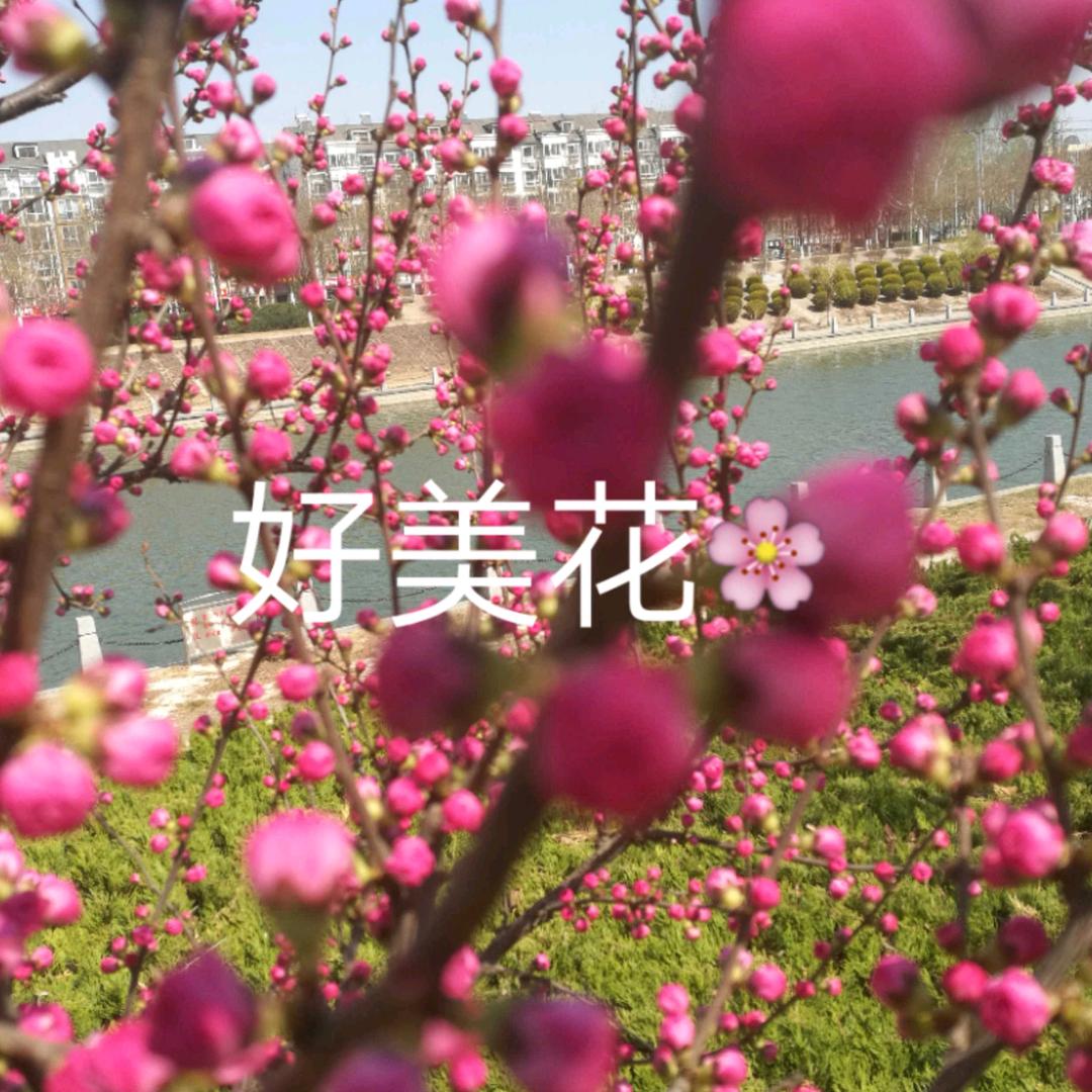 如意