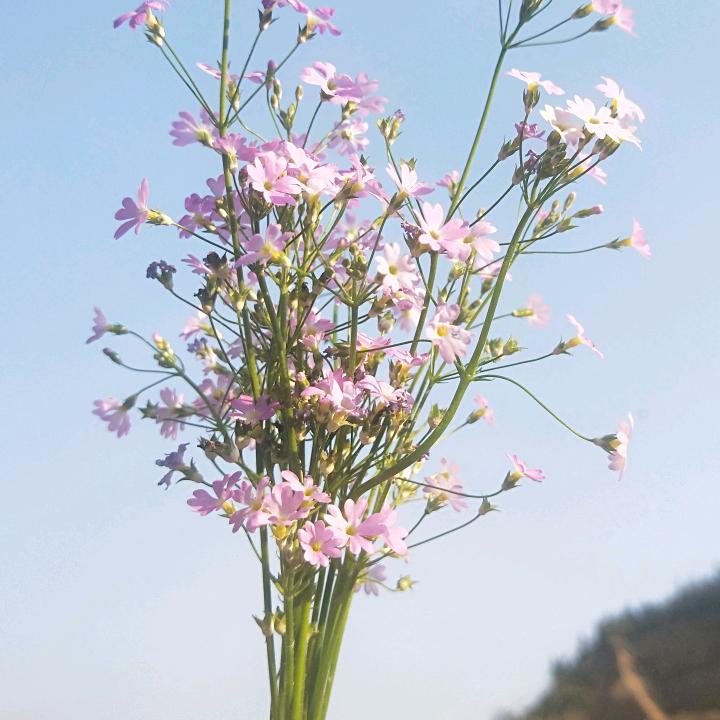 恃美扬威