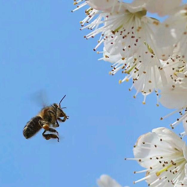 丁二娃（村里人包子铺二当家）