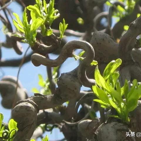沾化区果翠冬枣