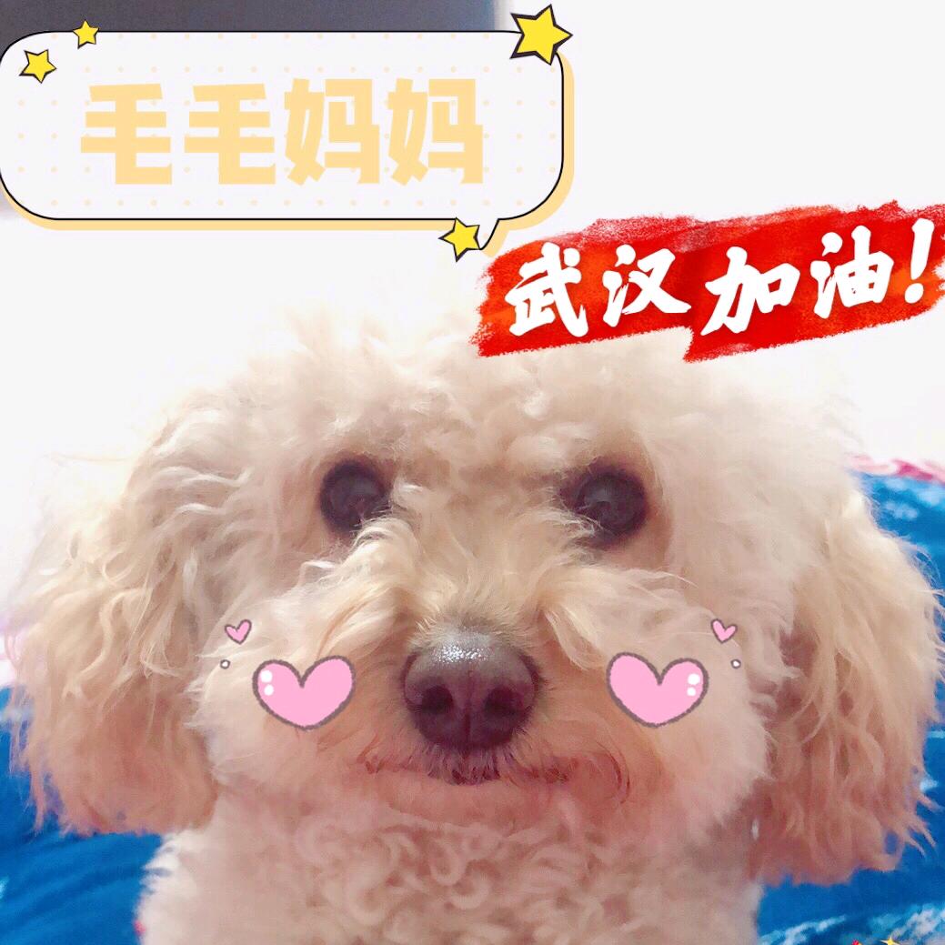 毛毛一家成长记