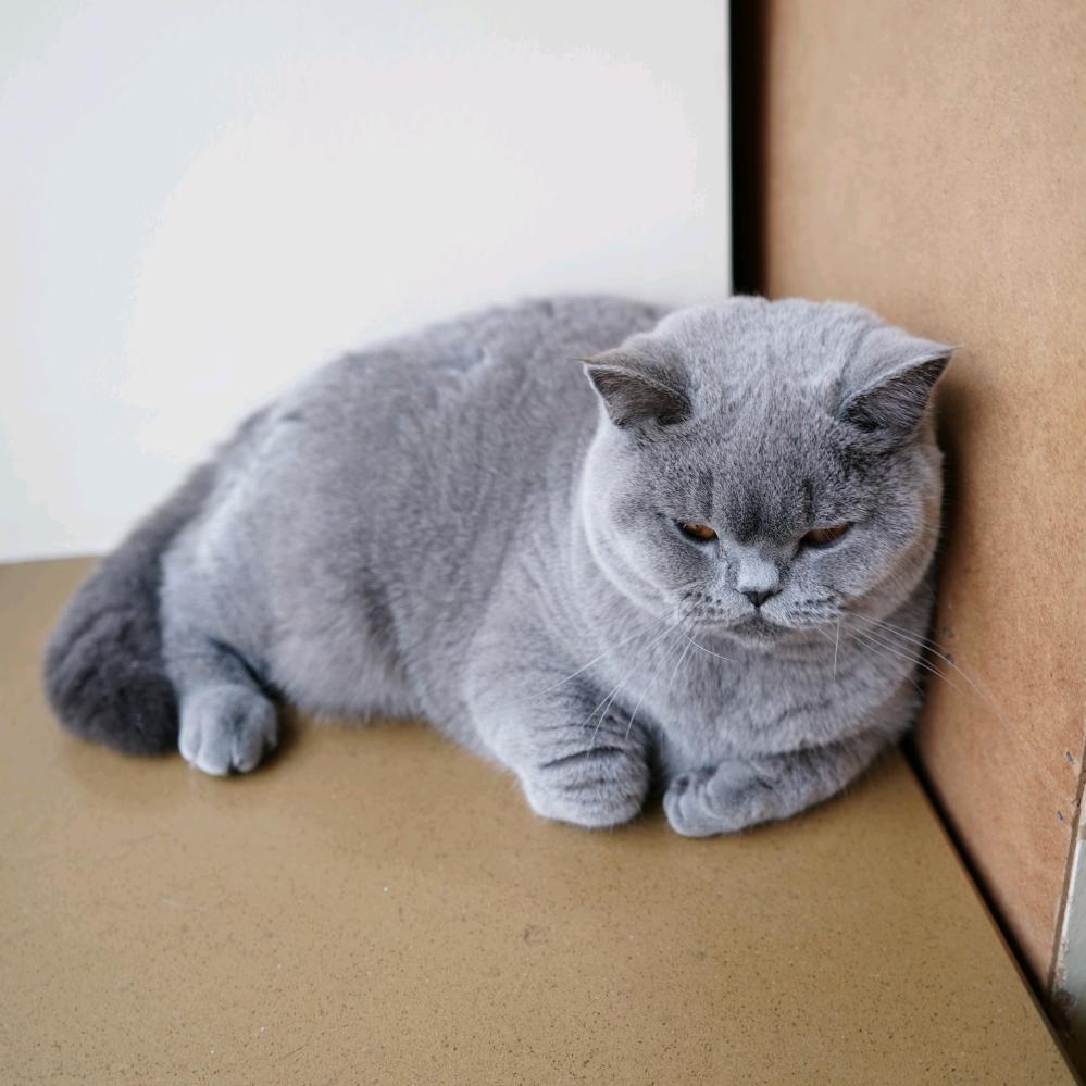 大脸猫猫