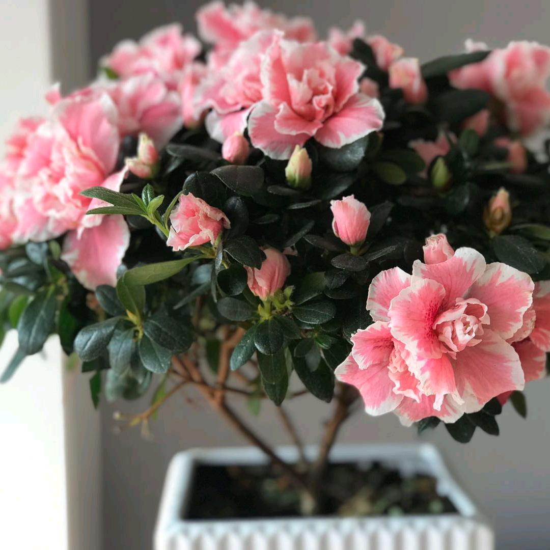 🌻万🌹里🌷无🌹云❤️🌹