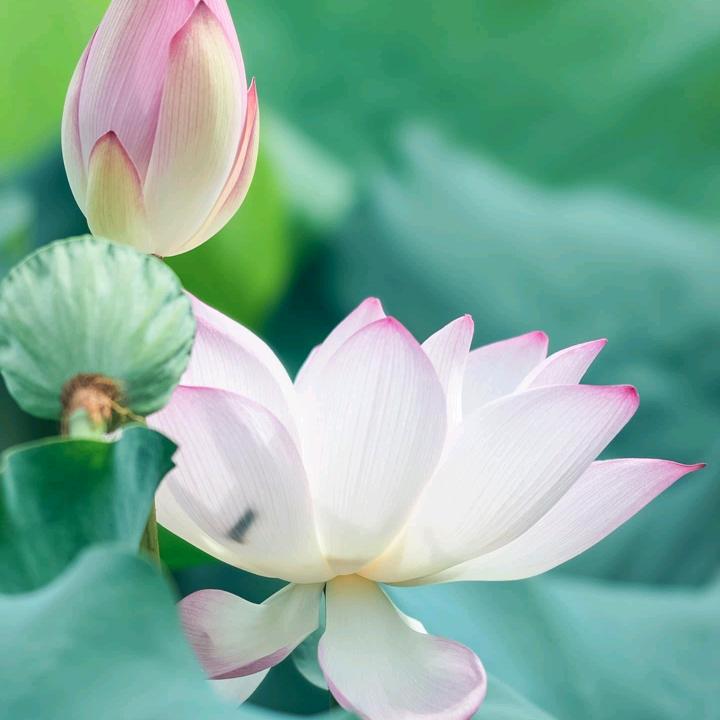 简.约