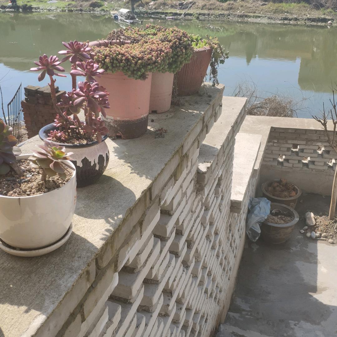 绚烂夏花