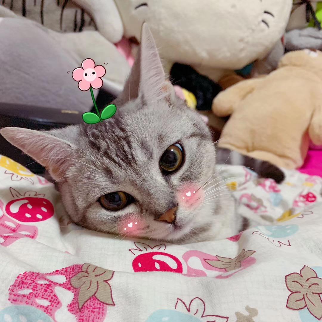 汤圆圆子M。