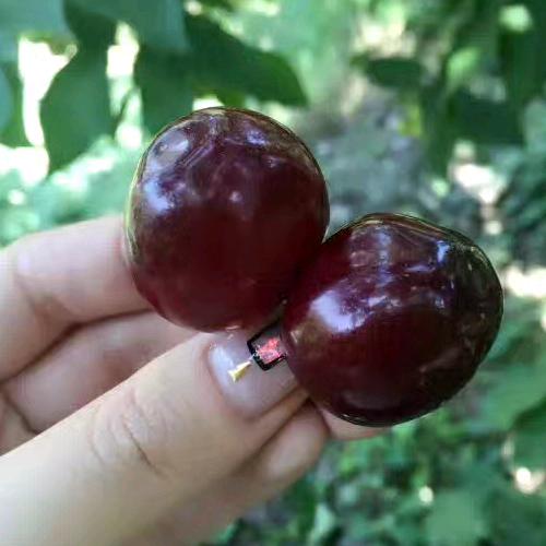 汶川涛哥车厘子采摘邮寄316801360