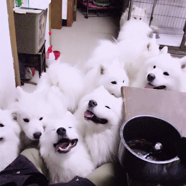 养过一堆萨摩耶的少年