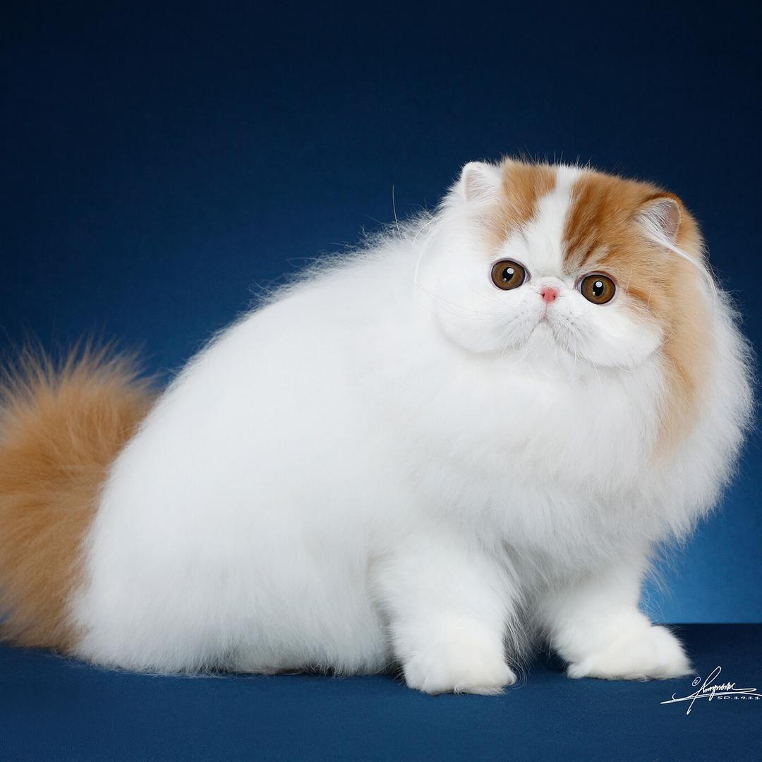 江南猫舍(江南南)
