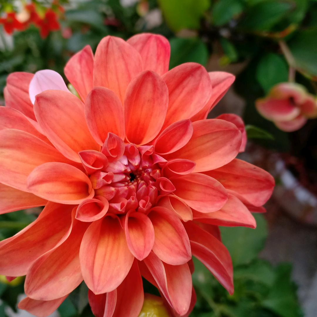 夏天的季节