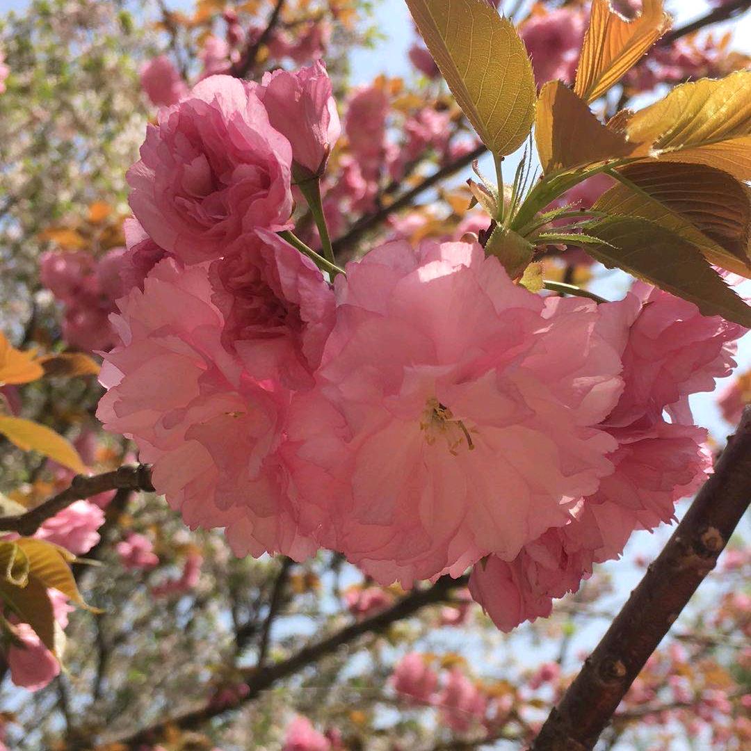 樱花落