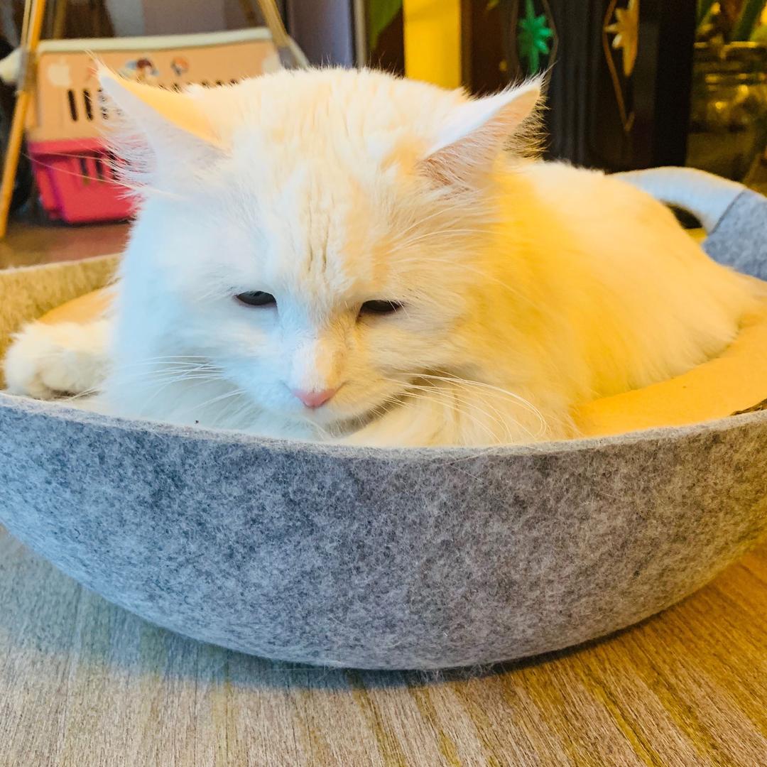 白小林子（删了）