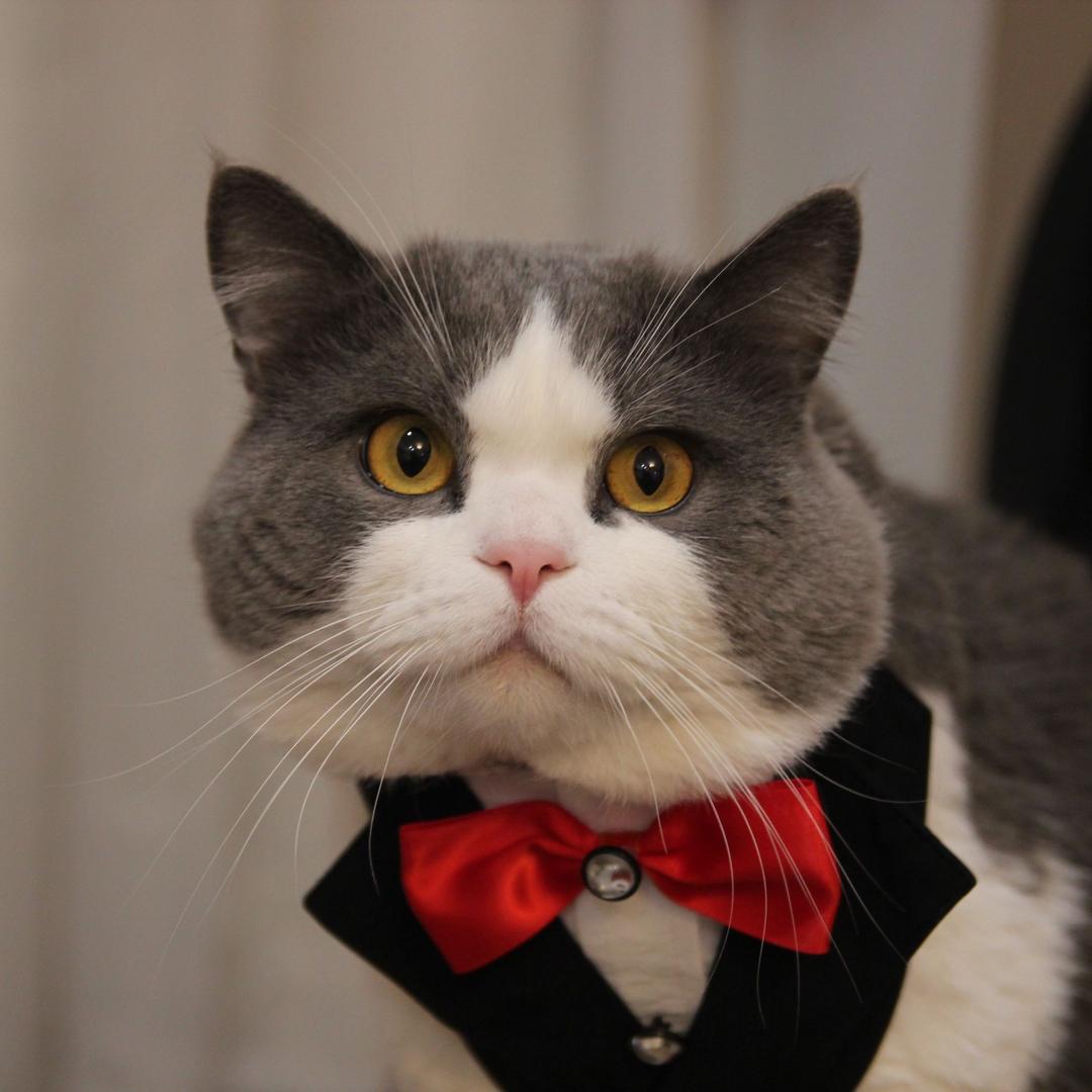 煤球🐱麻麻