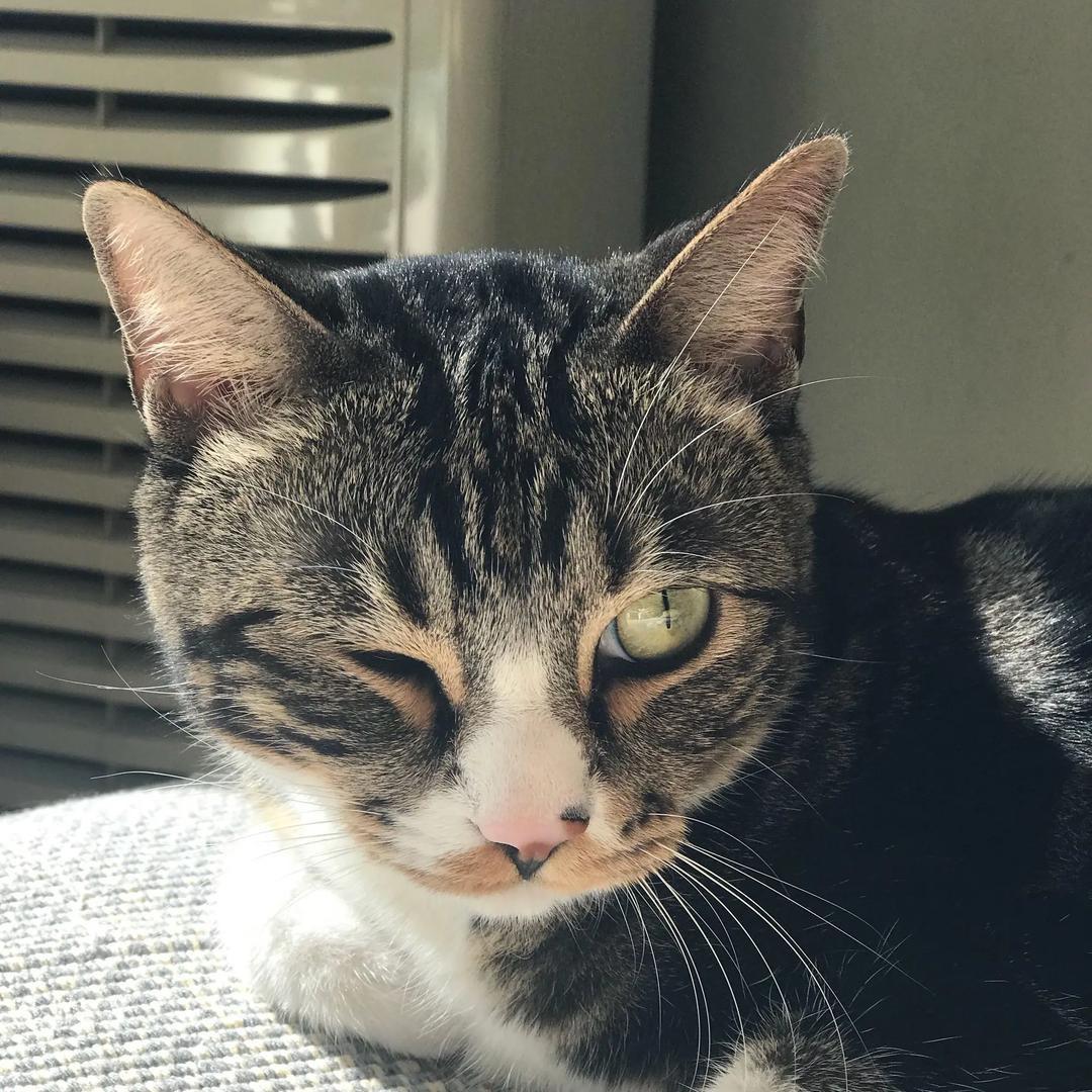 尿尿是只猫@抖音